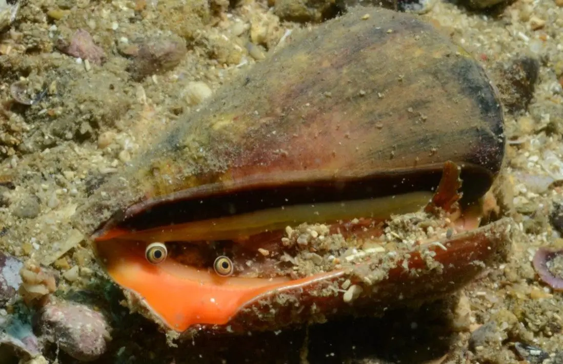 Strawberry Conch |Strombus Luhuanus 1