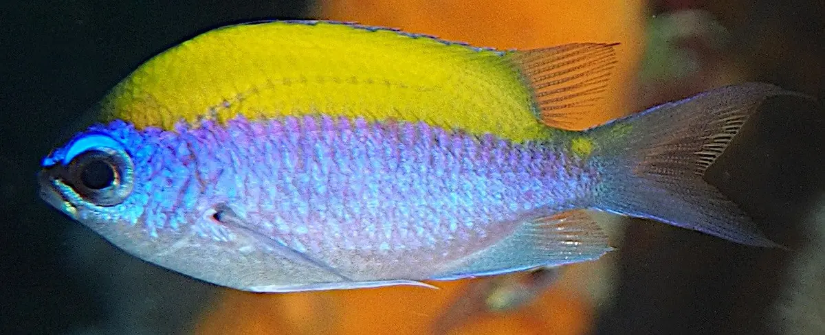 Sunshine Chromis | Chromis Insolatus 1