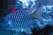 Swallowtail Angelfish Pair 1