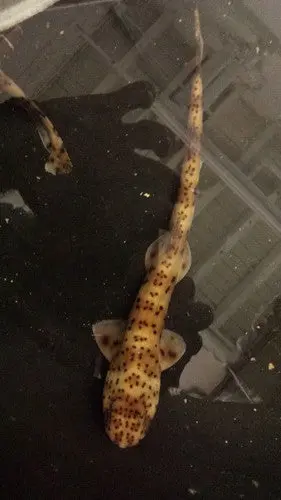 Swell Shark (12-14")-Female 1