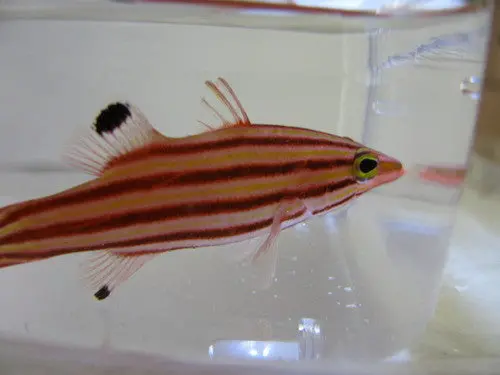 Swissguard Basslet | Liopropoma Rubre 1