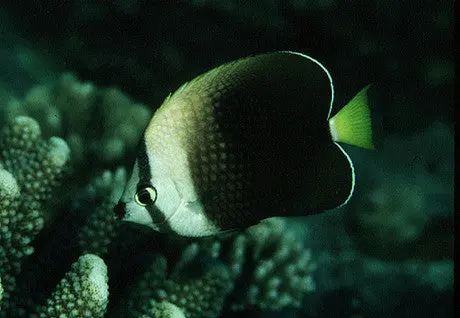 Tahitian Butterfly 1
