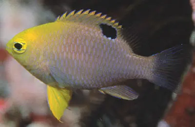 Talbot's Damsel 1