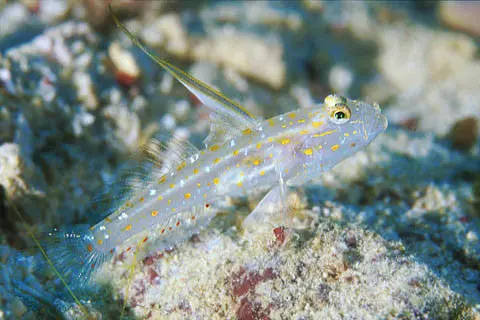 Tangora Shrimp Goby 1