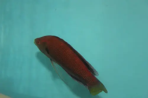 Temminck's Fairy Wrasse-5" Super Male (Tonga) 1