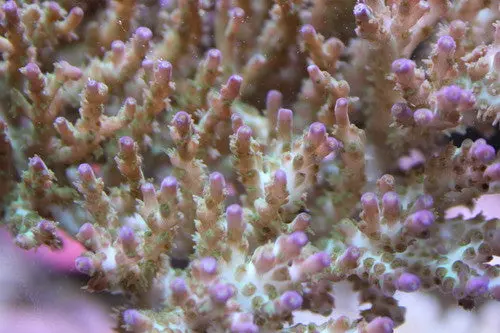 Acropora Anthocercis-2" Frag 1