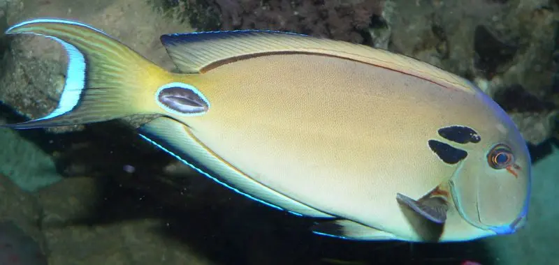 Tenneti Tang (4") 1