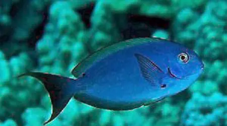 Thompson's Tang 1