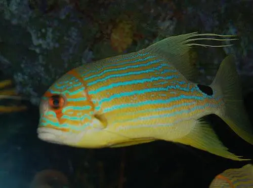 Threadfin Snapper-8" 1