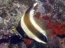 Threeband Pennant Butterflyfish 1