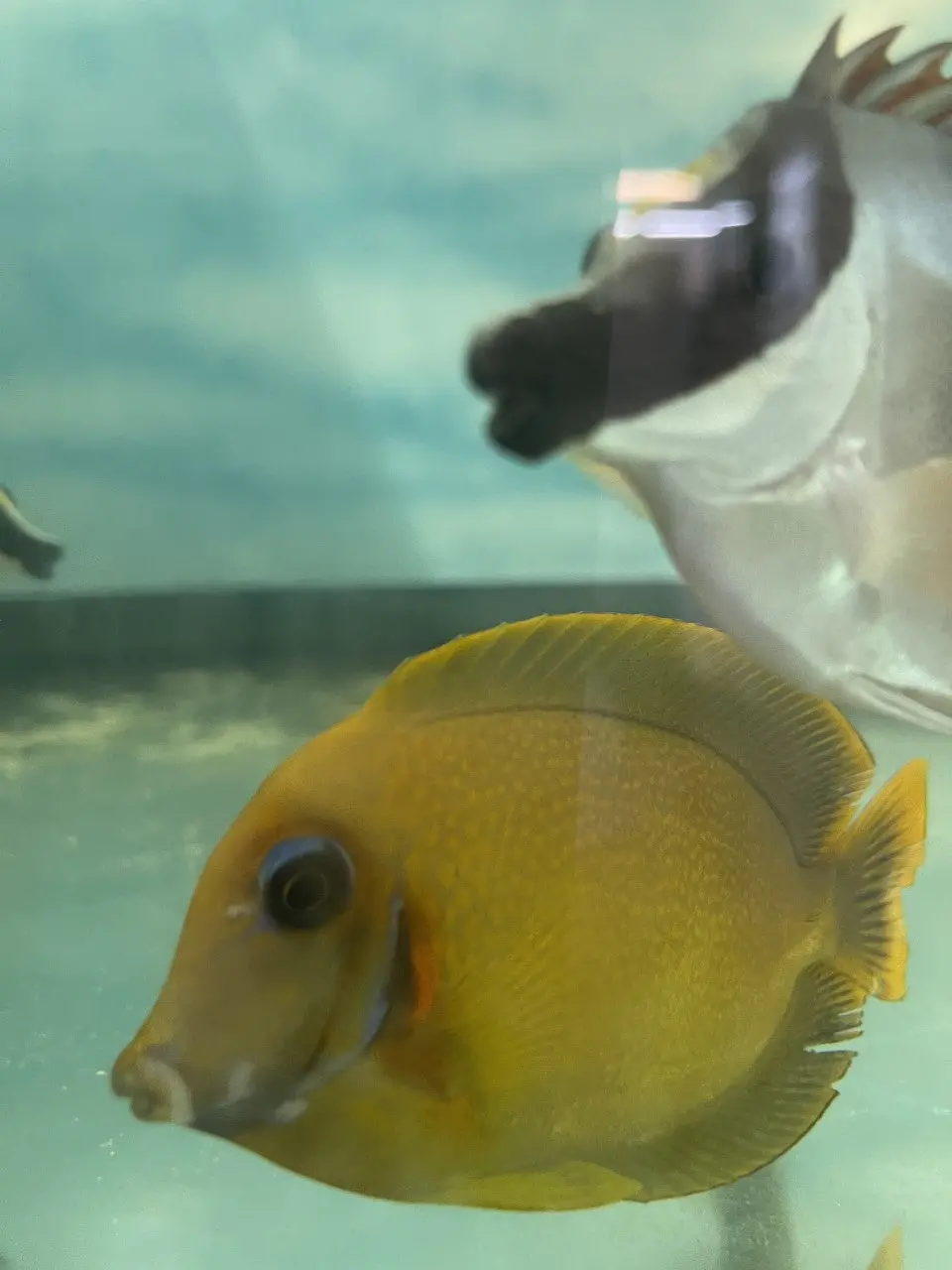 Mystery Chocolate Tang (4-5") 1