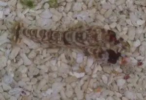 Tiger Pistol Shrimp 1