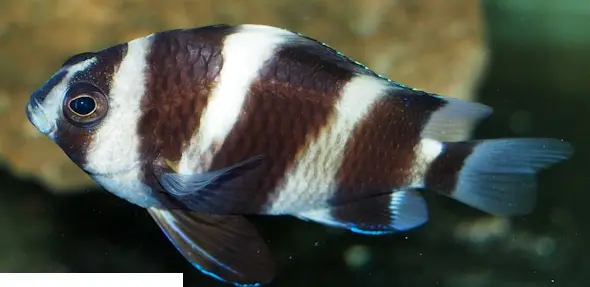 Mauritius Tiger Damsel | Chrysiptera Annulata 1