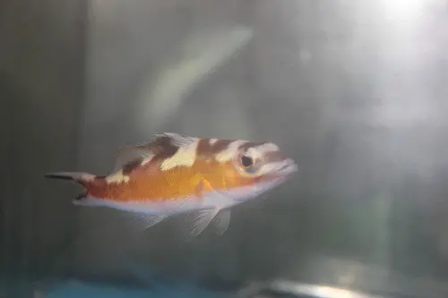 Tabacco Basslet | Serranus Tabacarius 1