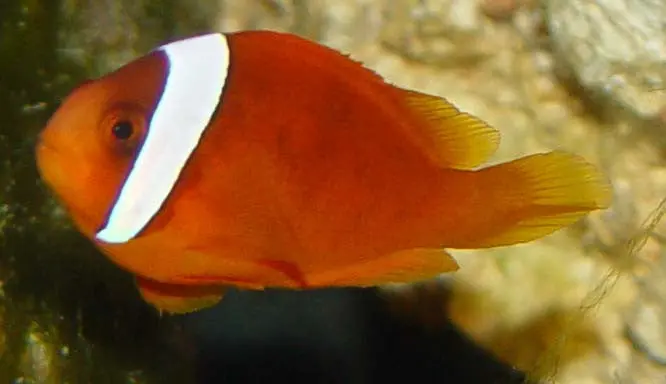 Tomato Clownfish-Wc Mated Pair 1