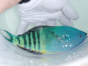 Torpedo Wrasse (8" Supermale) 1