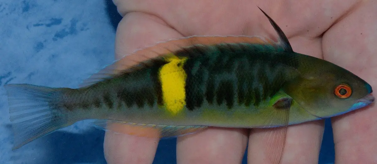 Torpedo Wrasse (5-6') 1