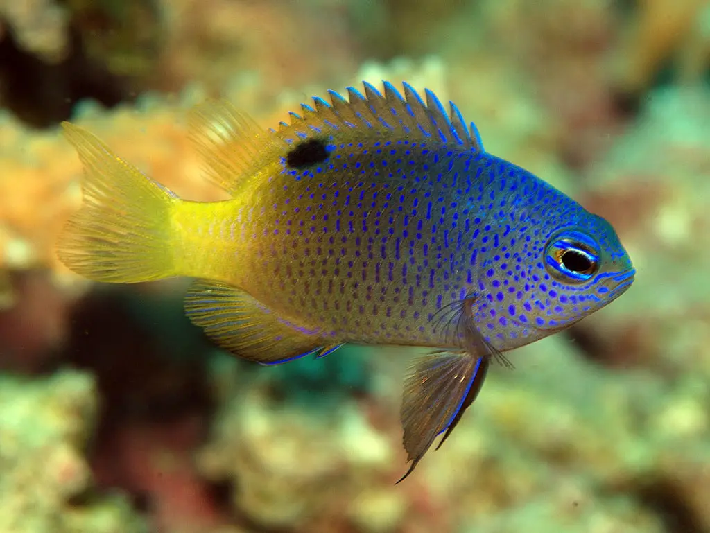Tracey's Damselfish (Chrysiptera Traceyi) 1