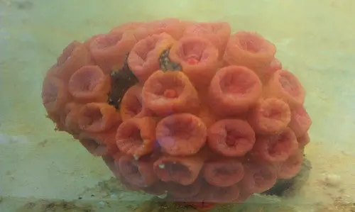 Orange Cup (Tubastrea) Coral 1