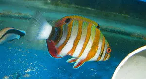 Harlequin Tusk-Phillipines (3-4") 1