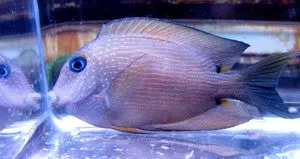 Two Spot Bristletooth Tang 1