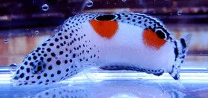 Twinspot Coris Wrasse-1" 1