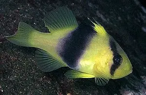 Two Banded Grouper 1