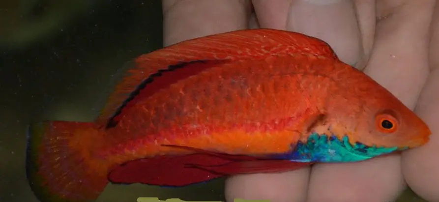 Sailfin Fairy Wrasse 1