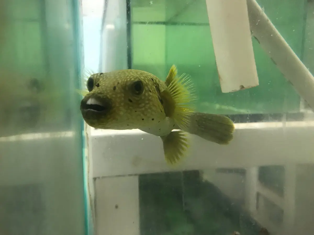 Guinea Fowl Puffer (8") 1