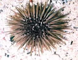 Burrowing Urchin | Echinometra Mathaei 1