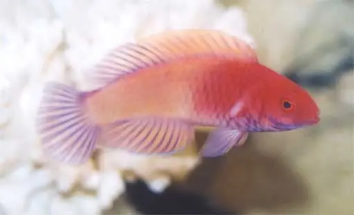 Red Velvet Wrasse 1