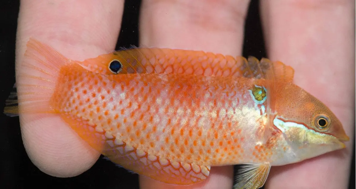 Madagascar Leopard Wrasse (Macropharyngodon Vivienae) 1