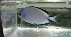 Wattanabe Angle-Females (3-4") 1