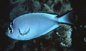 Watanabei Angel-Female 1