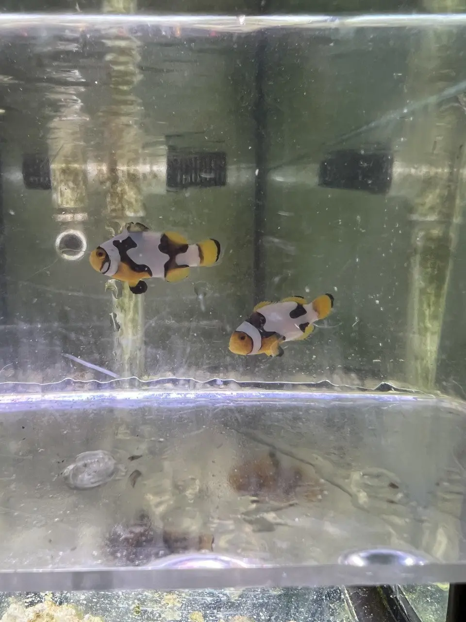 Crazy Wc Designer Picasso Clownfish Pair #1 1