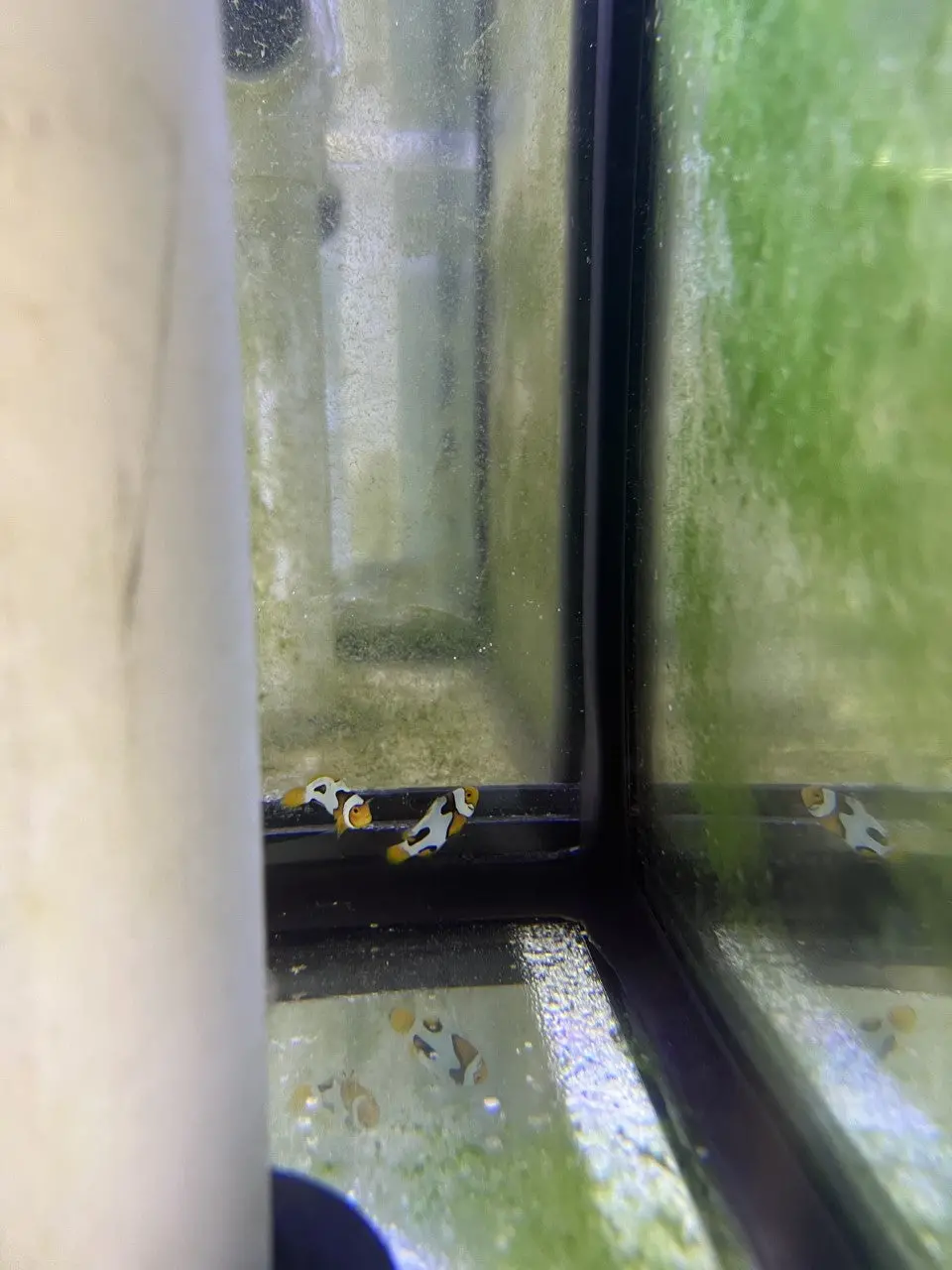 Crazy Wc Designer Picasso Clownfish Pair #2 1