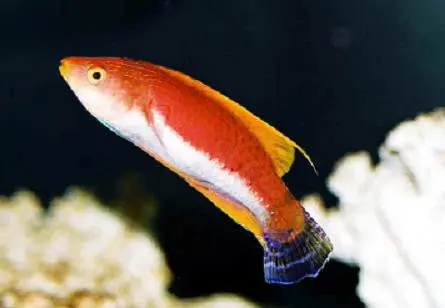 Whip-Fin Fairy Wrasse (3") 1