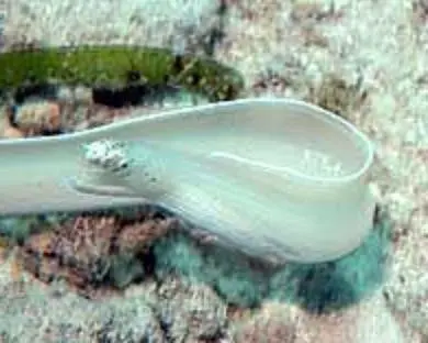 White Ribbon Eel 1