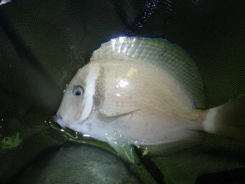 White Bar Surgeonfish (4") 1