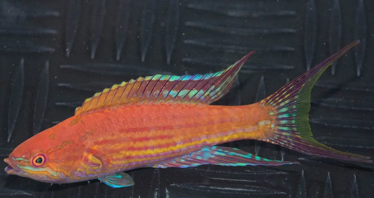 Royal (Angular) Flasher Wrasse-Super Male 1