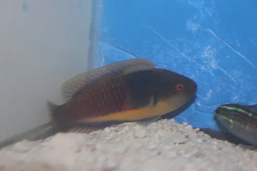 Blue Sided Fairy Wrasse-Xxl 1