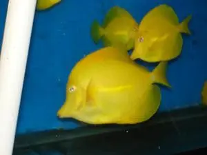 Yellow Tang-(3" Captive Bred) 1
