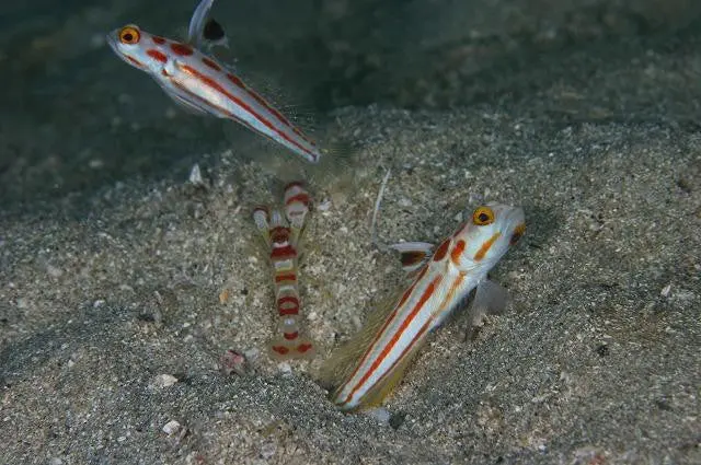 Yasha Hase Goby W Pistol Shrimp 1