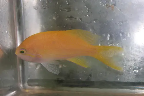 Yellow Anthias (F) 1