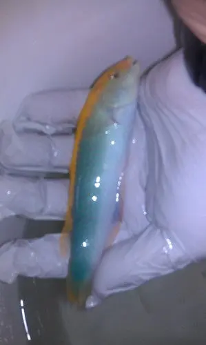 Yellow Cheek Wrasse-5" Supermale 1