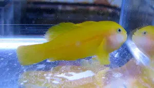 Yellow Clown Goby 1