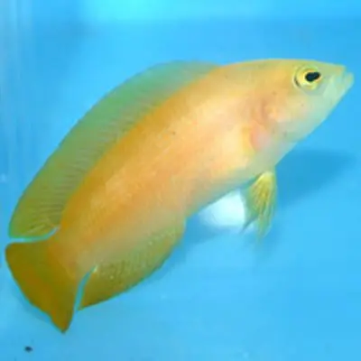 Yellow Dottyback 1
