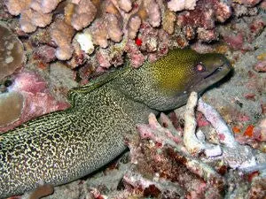 Yellow Margin Moray Eel 1