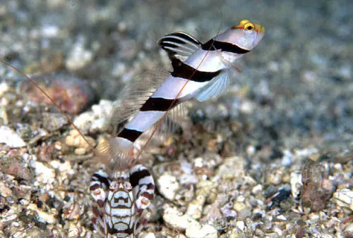 Yellow Rose Goby & Shrimp 1