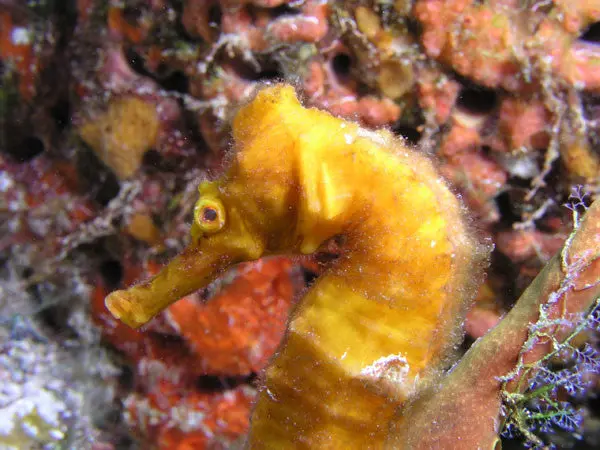 H. Reidi Seahorse-Yellow 1